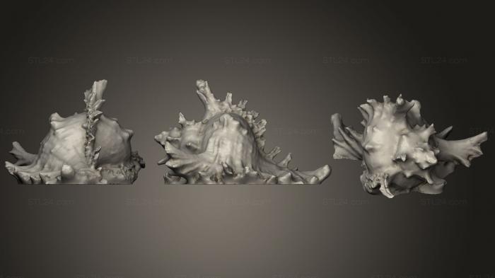Stones and shells (Seashell, ROCKS_0036) 3D models for cnc